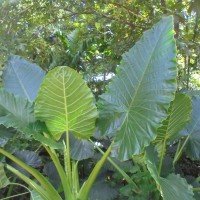 Alocasia macrorrhizos (L.) G.Don